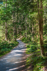 Obraz premium Zobacz na szlaku w parku. Rice Lake. Vancouver. Kanada.