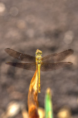 Beautiful Dragonfly, illuminated by the bright light of the sun