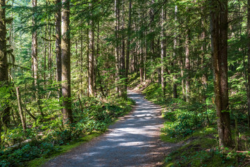 View at Trail in Park. Rice Lake. Vancouver. Canada.
