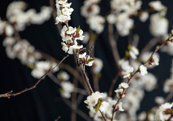 The apricot branches with beautiful white flowers. Spring.