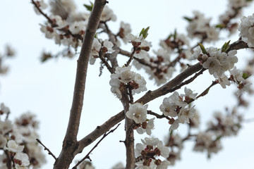 The apricot branches with beautiful white flowers. Spring.