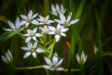 Wild white flowers on a meadow in spring