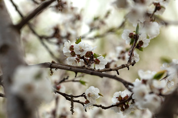The apricot branches with beautiful white flowers. Spring.