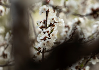 The apricot branches with beautiful white flowers. Spring.