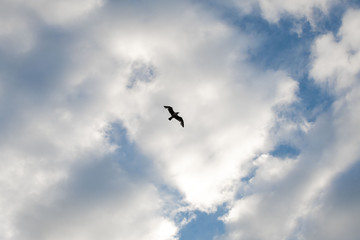 Bird in the Sky