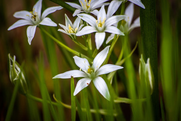 Wild white flowers on a meadow in spring