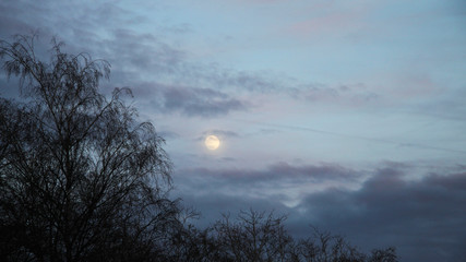 Fototapeta premium tree in fog