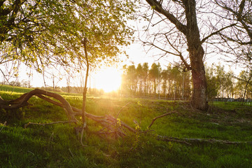 Sonnenuntergang an einer Bergwiese