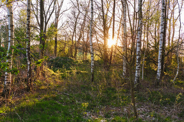 Obraz premium Birkenwald