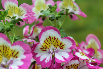 Pink blühende Spaltblumen, auch Schmetterlingsblumen und Bauernorchideen (Schizanthus x wisetonensis) in einer Nahaufnahme