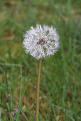 Pusteblume