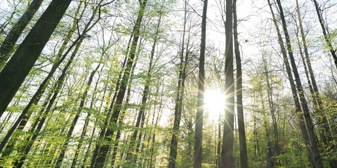 Obraz premium Gebersheim Wald