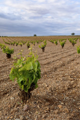 Fototapeta na wymiar Strain of freshly sprouted vine, photograph in vertical