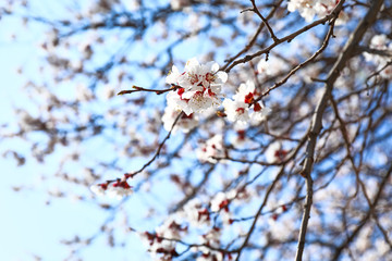 Beautiful blossoming tree outdoors