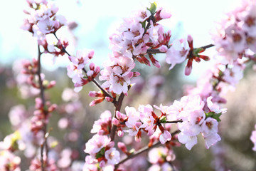 Fototapeta na wymiar Beautiful blossoming tree branches outdoors
