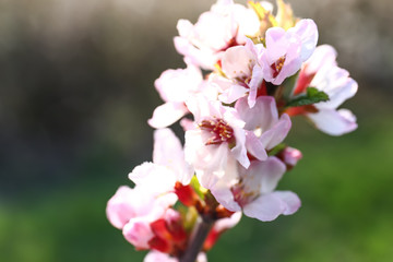 Beautiful blossoming tree branch outdoors