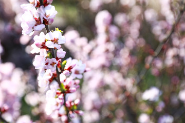 Beautiful blossoming tree branch outdoors
