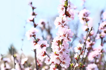 Beautiful blossoming tree branch outdoors