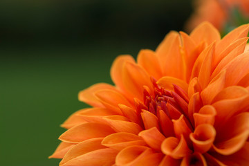 Dahlie Orange Bl&uuml;te