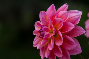 Dahlie Pink Blume
