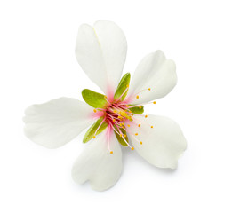 Beautiful flower on white background