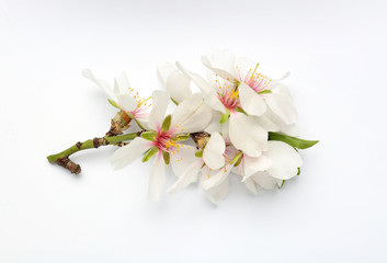 Obraz na płótnie Canvas Beautiful blossoming branch on white background