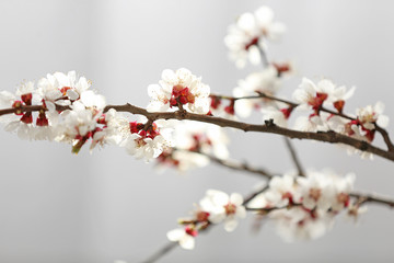 Beautiful blossoming branches on light background