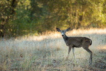 A young Northen California Blacktaileled deer satanding broadside in dry grass surrounded by oak woodlands looking at camera.