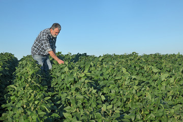 Farmer inspecting soy bean plants field