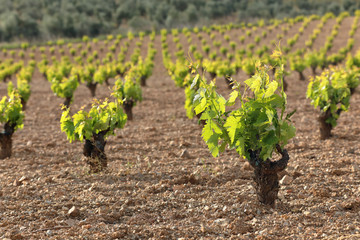 Spanish vineyard with new shoots in spring