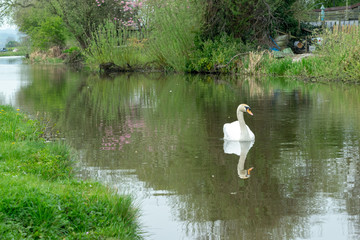 swan on the lake