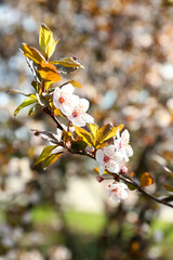 Beautiful blossoming tree branch outdoors
