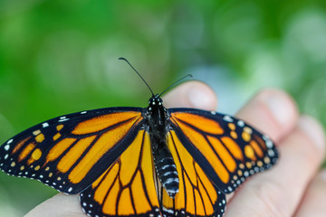MonarchButterfly-April2019-1