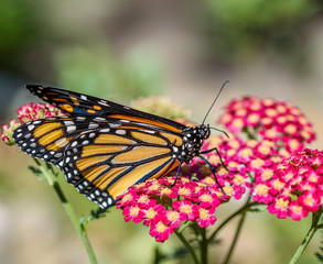 MonarchButterfly-April2019-3