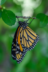 Obraz premium MonarchButterfly-April2019-4