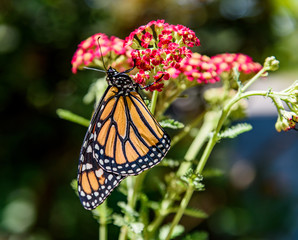 MonarchButterfly-April2019-15