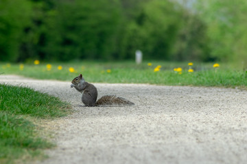 squirrel in the park
