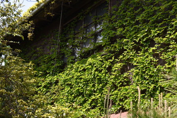 A deserted house covered with ivy.