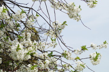 Wiosna i kwitnące drzewa