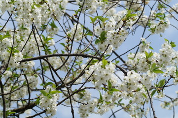 Wiosna i kwitnące drzewa © klumb