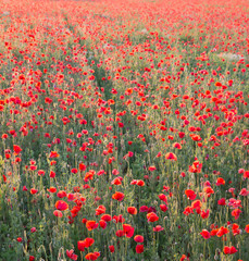 Poppy field