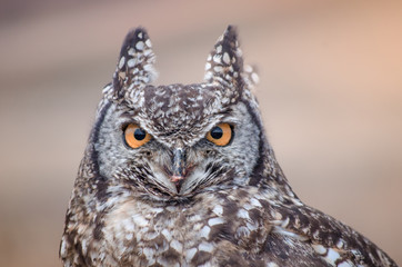 A closeup of an African spotted owl (Africanus Bubo) staring intently at the camera