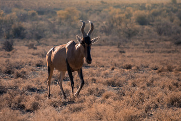 A Cape Hartebeest (sigmoceros lichtensteinii) walking through the grass in the golden morning light. Karoo, South Africa