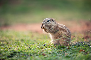 Naklejka na ściany i meble An African Ground Squirrel (Xerus Sciuridae) sitting in an upright position and nibbling on grass, South Africa