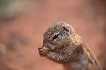 Closeup of an African Ground Squirrel (xerus scuiridae) holding its paw to its nose in a funny post, South Africa
