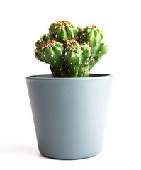 Cactus isolated. Closeup Cacti front view in  ceramic pot on white background. Collection. 