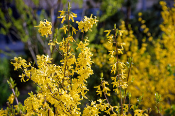 yellow forsythia bush