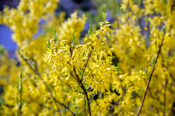 yellow forsythia bush