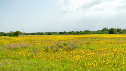 Yellow Field