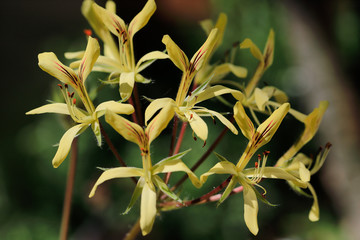 Close-up of pelargonium oblongatum flowering succulent plant